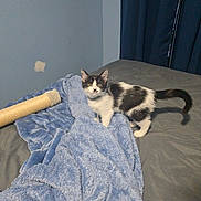 Oreo joined the competition — help win amazing prizes! animal, bed, black_and_white, blanket, blue, cat, curious, cute, domestic, feline, fur, gray, indoor, kitten, pet, resting_spot, room, scratching_post, wall, young