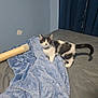 animal, bed, black_and_white, blanket, blue, cat, curious, cute, domestic, feline, fur, gray, indoor, kitten, pet, resting_spot, room, scratching_post, wall, young