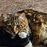 Toby is registered to the contest to win money with this photo: cat, tabby_cat, shoe, sneaker, carpet, indoor, pet_food_bag, paw, fur, claw, animal, cute, domestic_animal, pet, resting, curious, clawing, closeup, floor, playful
