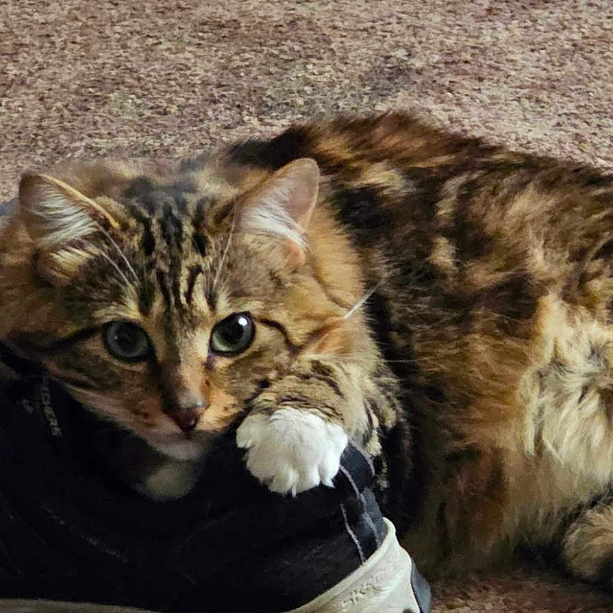 Toby is registered to the contest to win money with this photo: cat, tabby_cat, shoe, sneaker, carpet, indoor, pet_food_bag, paw, fur, claw, animal, cute, domestic_animal, pet, resting, curious, clawing, closeup, floor, playful