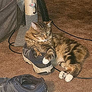 Toby is registered to the contest to win money with this photo: cat, tabby, sneaker, shoe, carpet, scratching_post, toy_mouse, indoor, pet, feline, paw, fur, relaxed, animal, cord, floor, household, domestic, resting, cozy