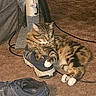 cat, tabby, sneaker, shoe, carpet, scratching_post, toy_mouse, indoor, pet, feline, paw, fur, relaxed, animal, cord, floor, household, domestic, resting, cozy