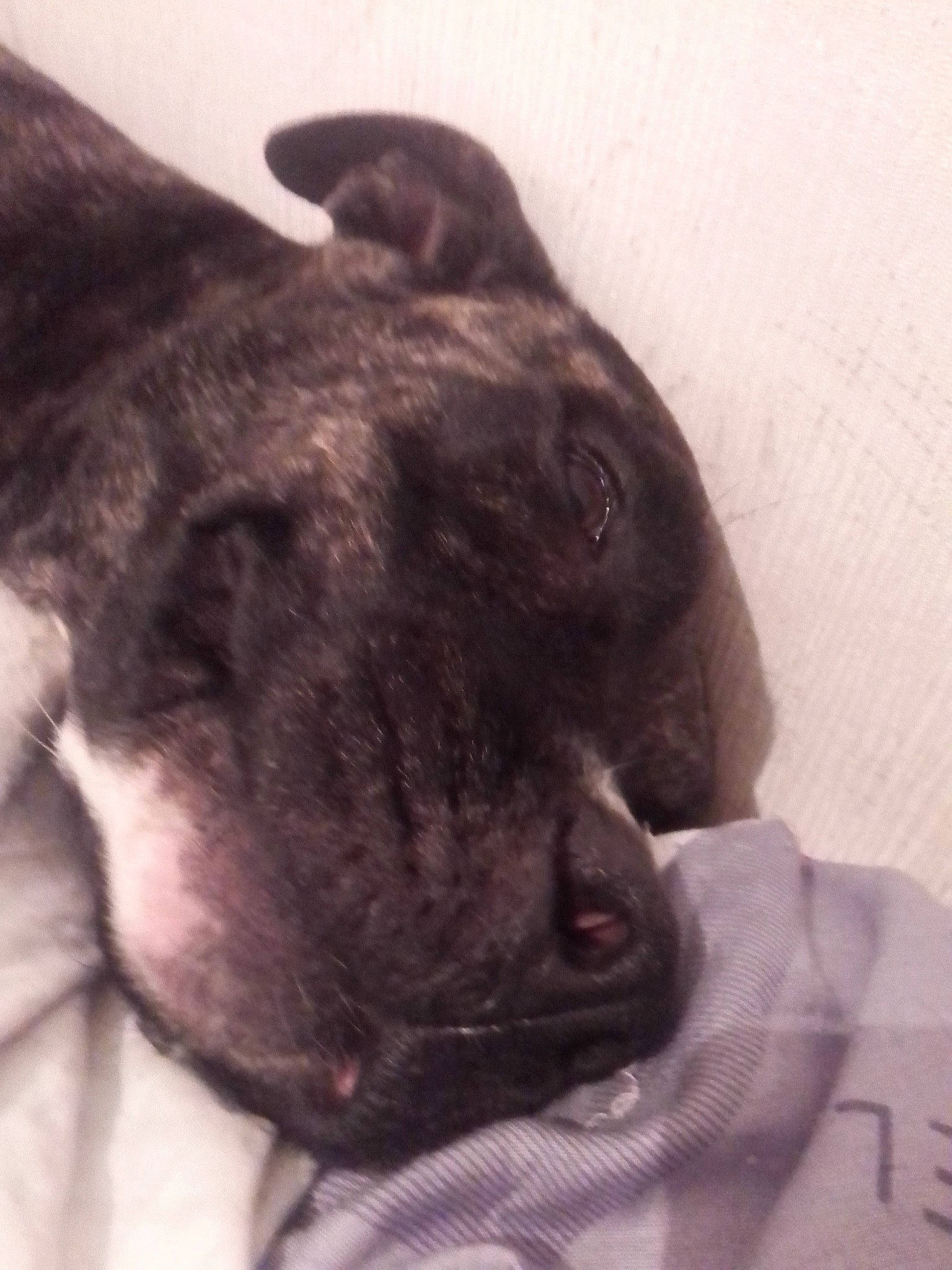 Mayden a rejoint le concours — aidez-le/la à gagner de superbes lots ! canidae, carnivore, cloud, comfort, companion_dog, dog, dog_breed, ear, fawn, fur, linens, nap, pug, selfie, snout, sporting_group, toy_dog, whiskers, working_animal, wrinkle