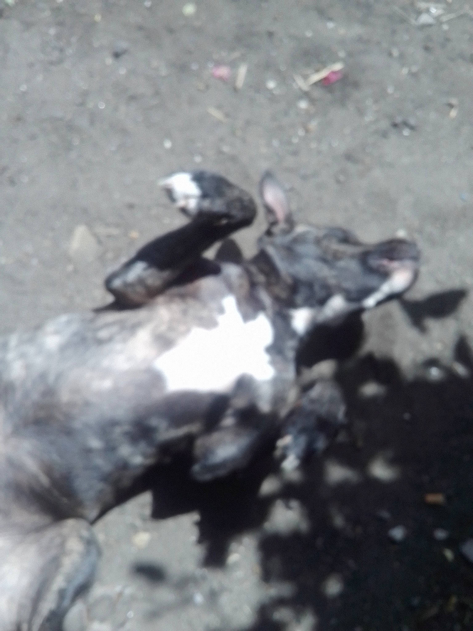Mayden participe au concours pour gagner de l'argent avec cette photo : asphalt, beak, bird, feather, freezing, grey, monochrome_photography, plant, road_surface, rock, seabird, soil, tar, water, water_bird, wing