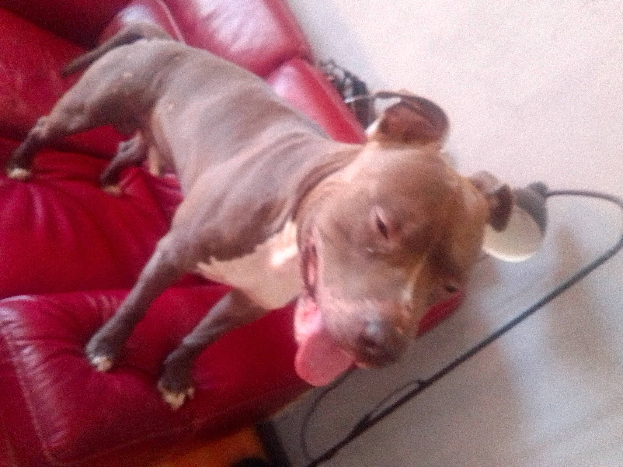 Intox participe au concours pour gagner de l'argent avec cette photo : canidae, carnivore, collar, comfort, companion_dog, dog, dog_breed, dog_collar, dog_supply, fawn, guard_dog, liver, pet_supply, snout, sporting_group, tail, terrestrial_animal, toy_dog, whiskers, working_animal