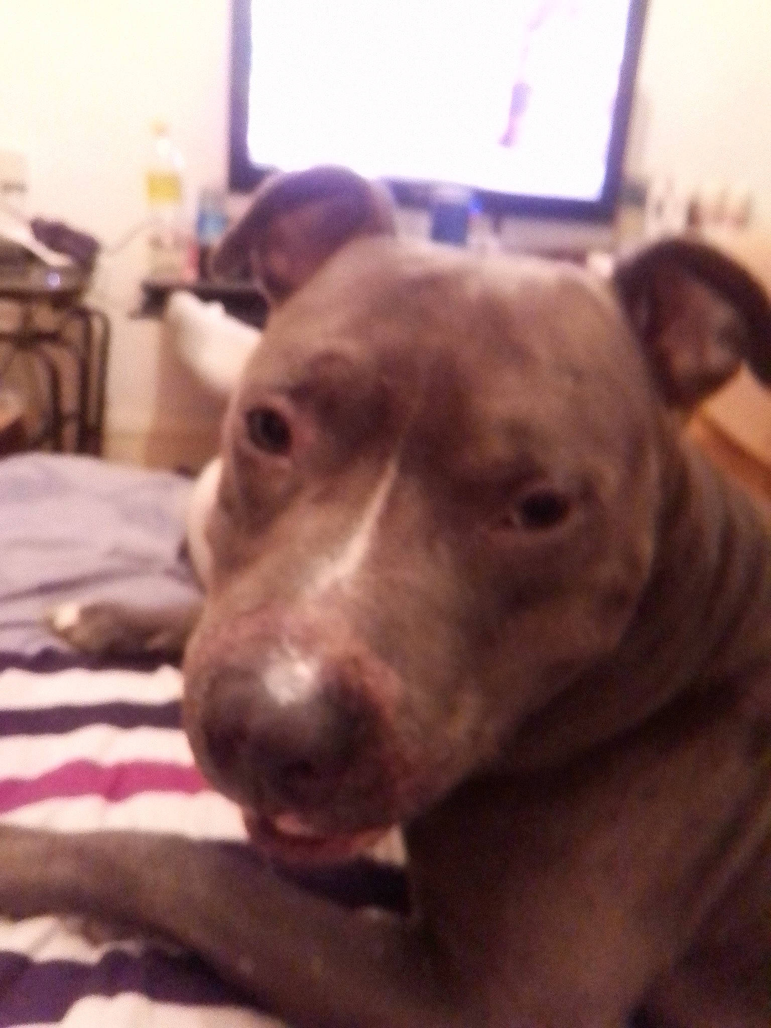 Intox a rejoint le concours — aidez-le/la à gagner de superbes lots ! canidae, carnivore, collar, companion_dog, dog, dog_breed, ear, fawn, liver, mammal, metal, pet_supply, selfie, sighthound, snout, sporting_group, television, weimaraner, whiskers, working_animal