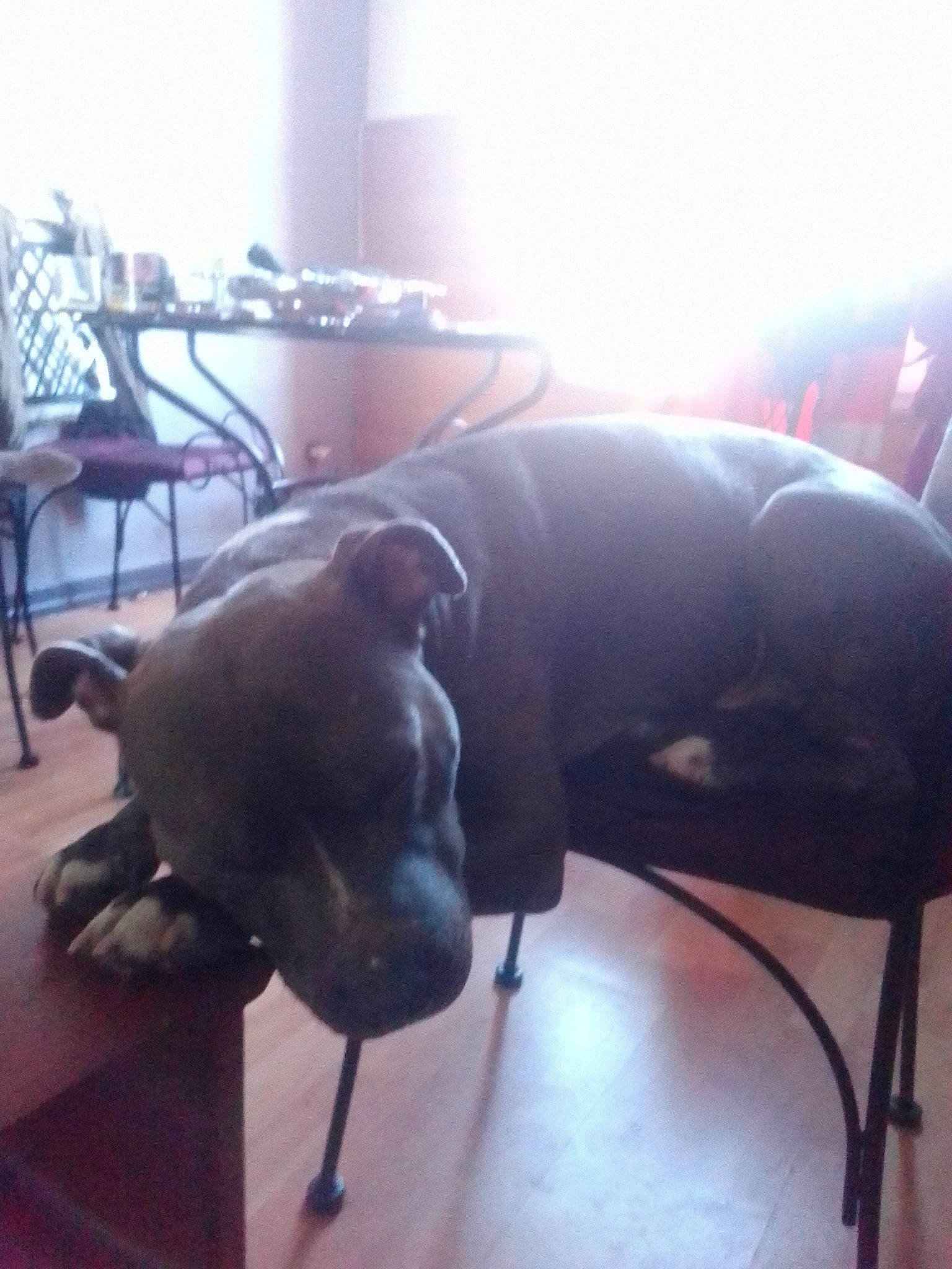 Intox participe au concours pour gagner de l'argent avec cette photo : carnivore, chair, comfort, companion_dog, dog, dog_breed, ear, fawn, floor, flooring, furniture, hardwood, light, liver, snout, sporting_group, table, tail, whiskers, working_animal