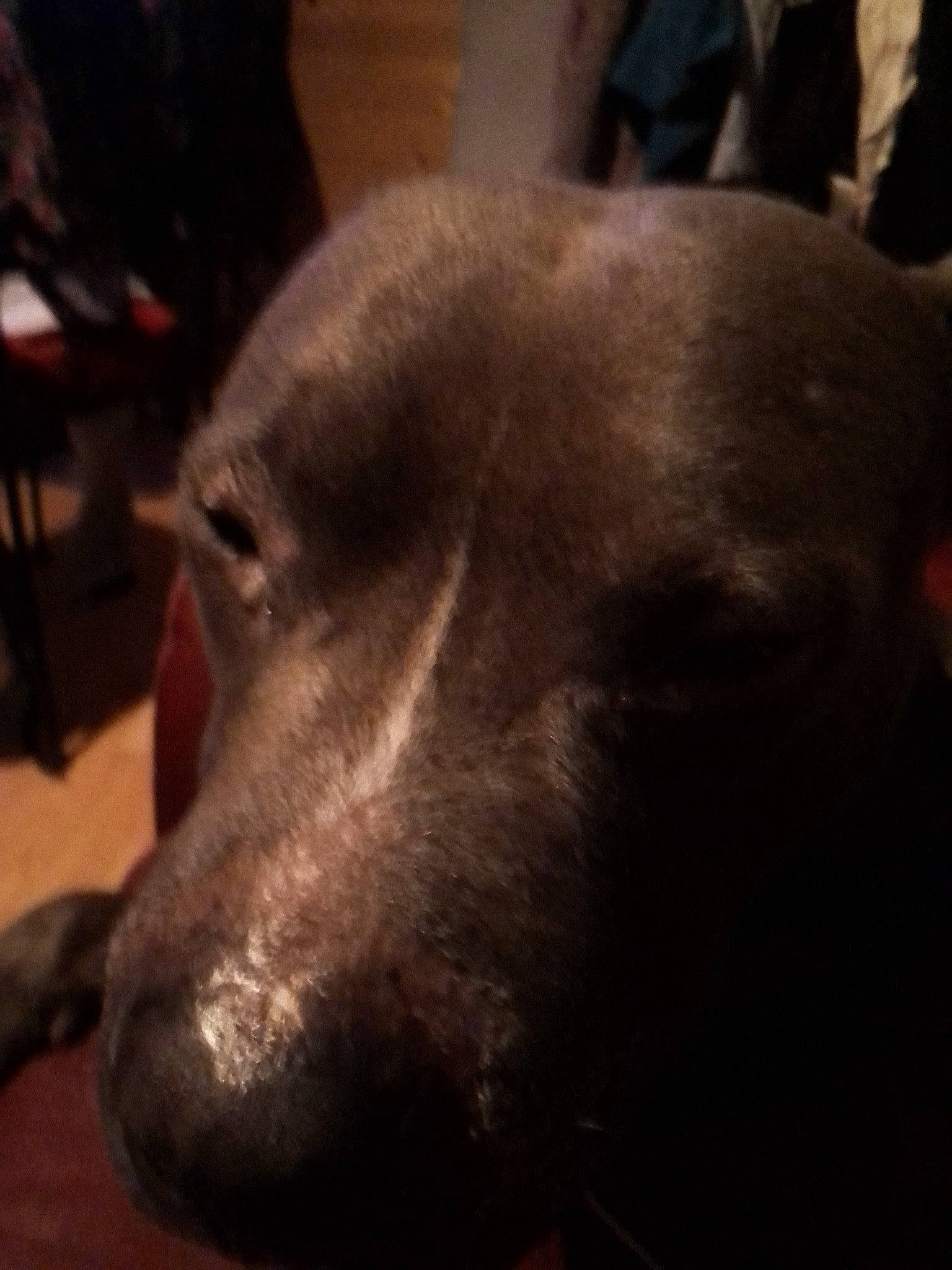 Intox participe au concours pour gagner de l'argent avec cette photo : canidae, carnivore, cloud, companion_dog, dog, dog_breed, ear, fawn, fur, jaw, liver, metal, non_sporting_group, snout, sporting_group, tail, terrestrial_animal, whiskers, working_animal