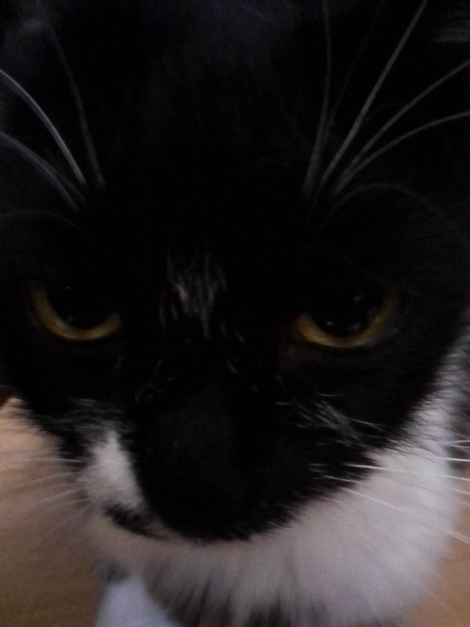 Clocharde participe au concours pour gagner de l'argent avec cette photo : carnivore, cat, darkness, domestic_short_haired_cat, eyelash, felidae, fur, iris, monochrome, monochrome_photography, small_to_medium_sized_cats, snout, terrestrial_animal, whiskers