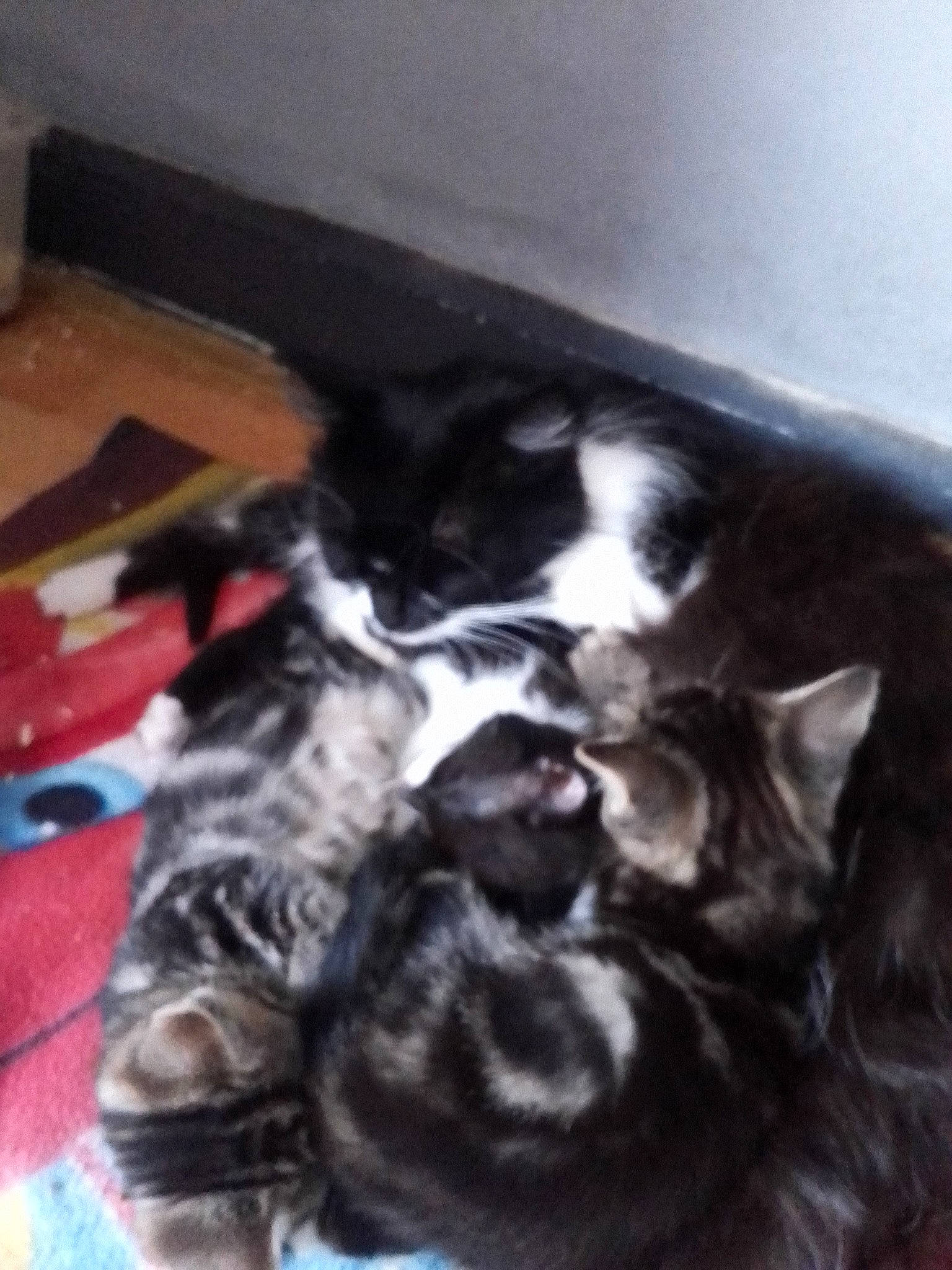 Clocharde participe au concours pour gagner de l'argent avec cette photo : canidae, carnivore, cat, claw, cloud, comfort, companion_dog, dog_breed, felidae, flooring, fur, hardwood, paw, small_to_medium_sized_cats, sporting_group, tail, vertebrate, whiskers