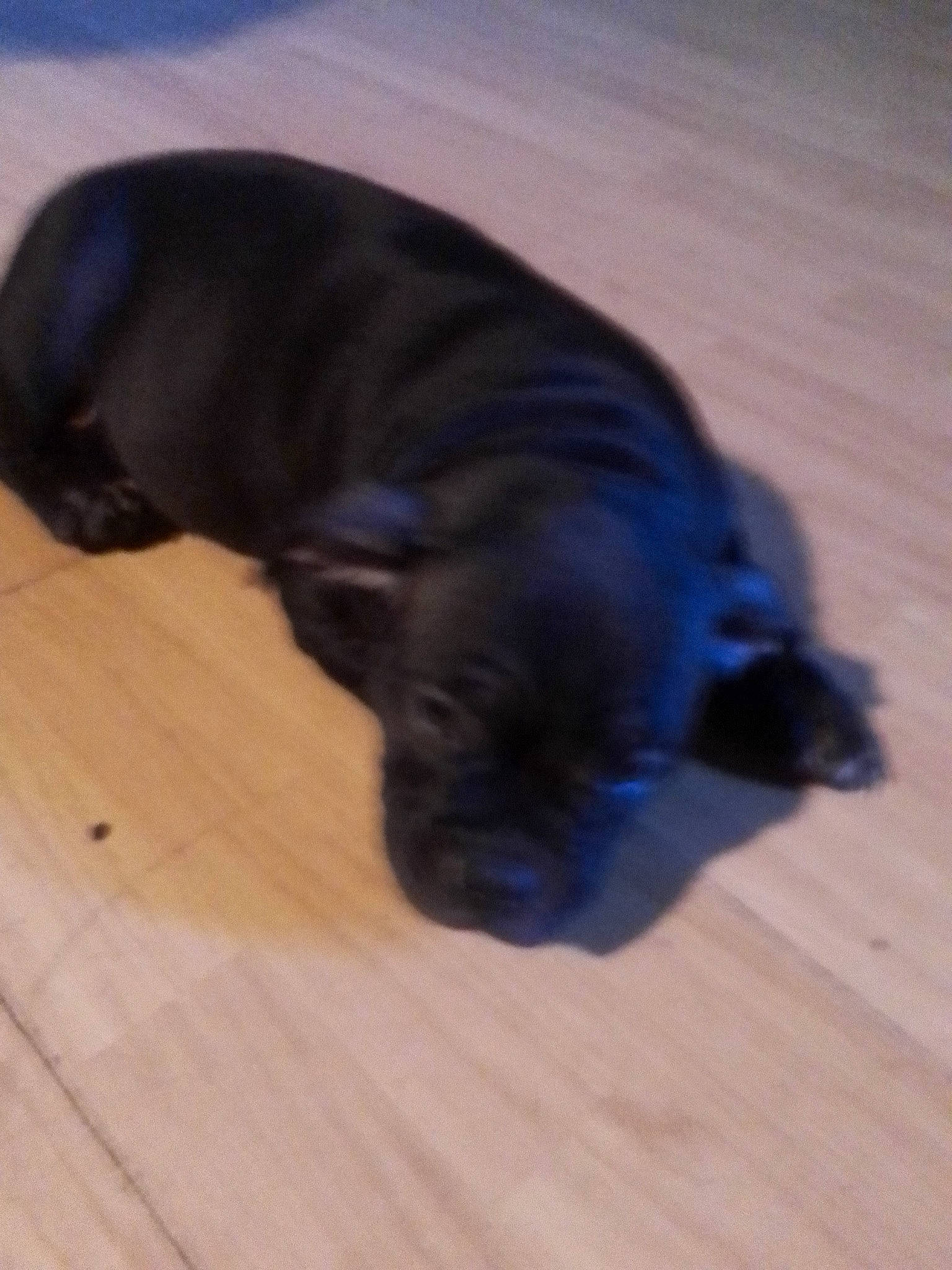 Tanya participe au concours pour gagner de l'argent avec cette photo : borador, canidae, carnivore, companion_dog, dog, dog_breed, fawn, flooring, fur, hardwood, laminate_flooring, liver, snout, sporting_group, tail, terrestrial_animal, wood, wood_flooring, wood_stain, working_animal