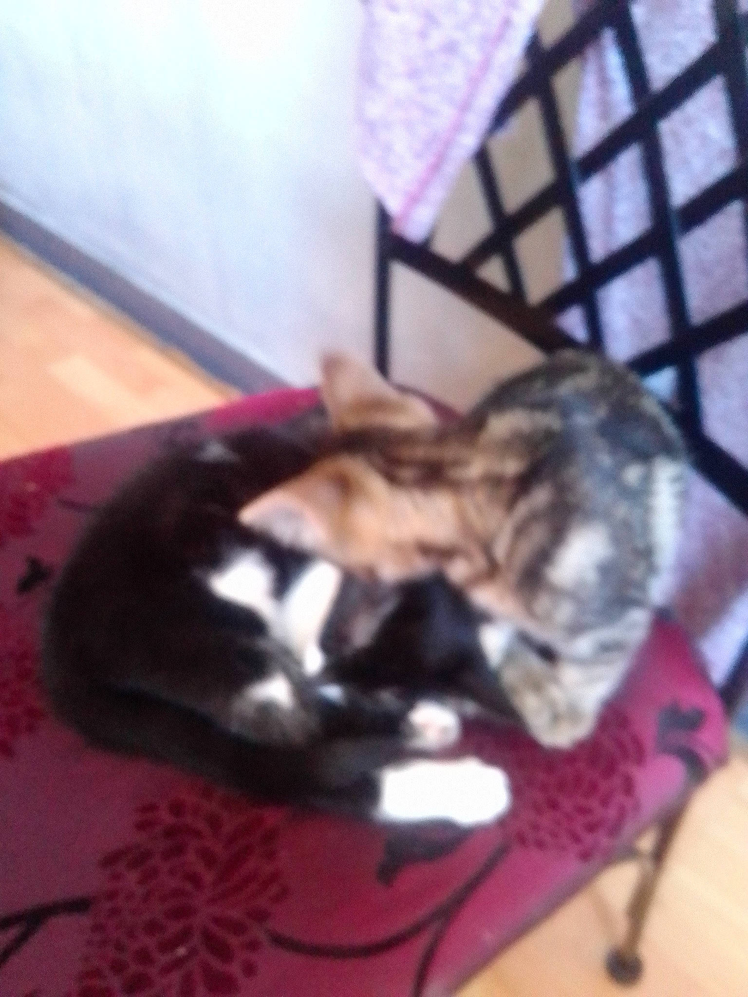 Minette Et Minimoi participe au concours pour gagner de l'argent avec cette photo : carnivore, cat, comfort, dog_breed, domestic_short_haired_cat, felidae, fur, hardwood, mammal, nap, paw, small_to_medium_sized_cats, tail, whiskers, wood