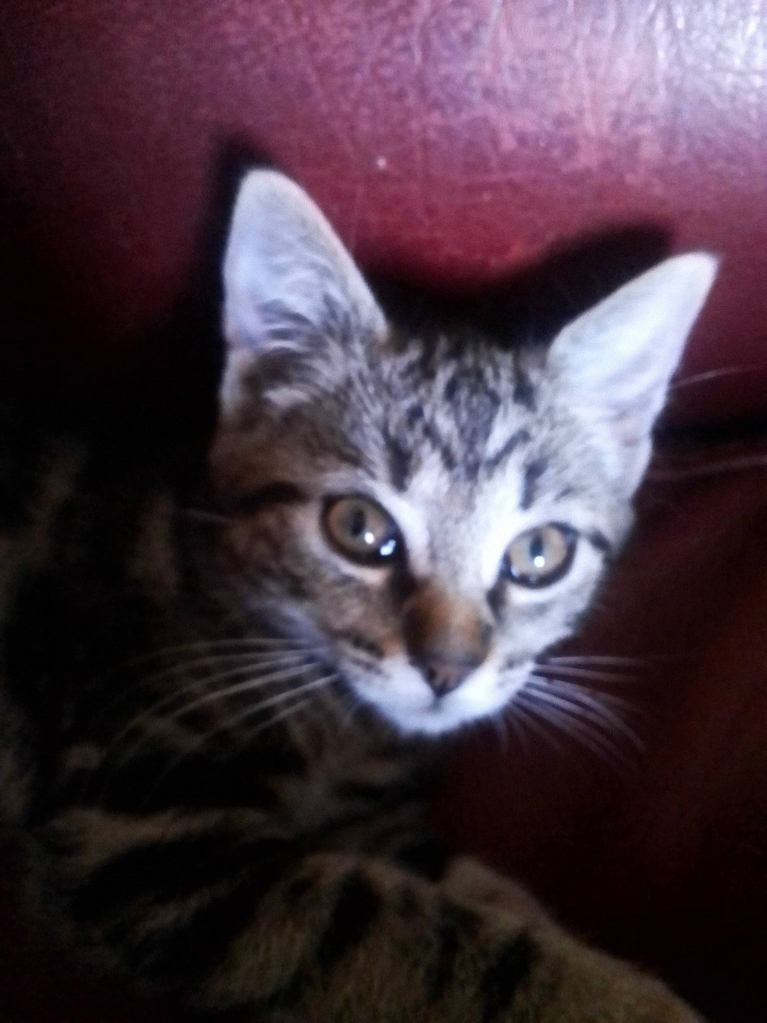 Minette Et Minimoi a rejoint le concours — aidez-le/la à gagner de superbes lots ! carnivore, cat, comfort, darkness, domestic_short_haired_cat, door, eye, felidae, fur, head, paw, small_to_medium_sized_cats, snout, terrestrial_animal, whiskers, wildlife, wood