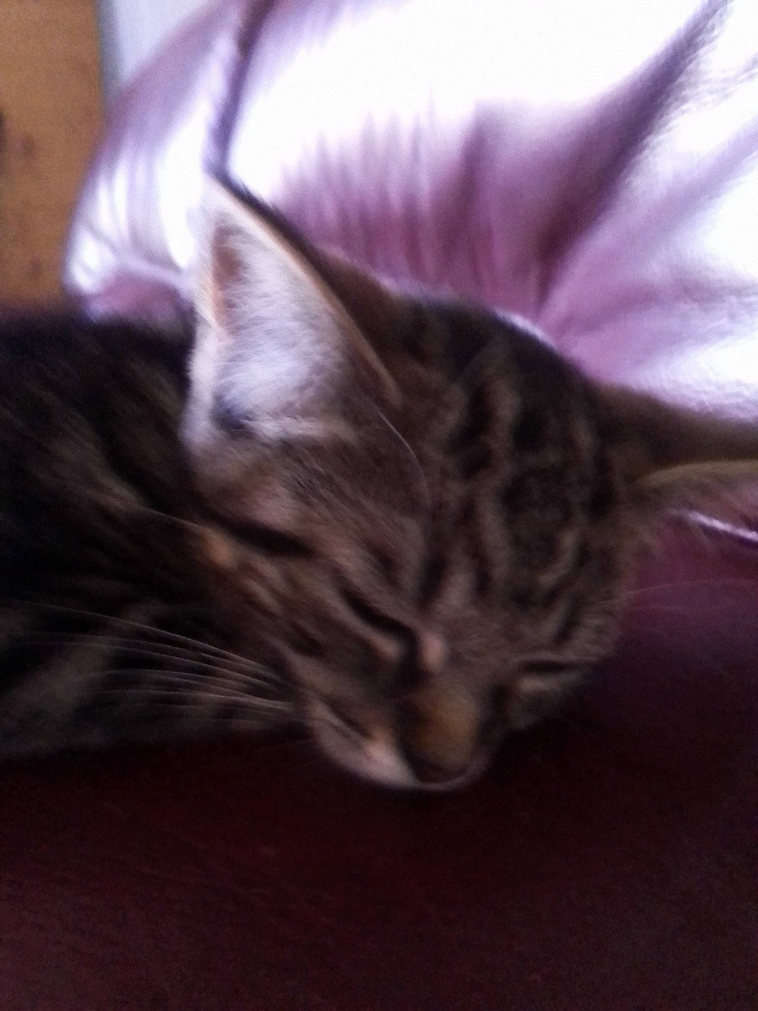 Minette Et Minimoi a rejoint le concours — aidez-le/la à gagner de superbes lots ! carnivore, cat, claw, cloud, comfort, domestic_short_haired_cat, felidae, fur, grey, mammal, nap, paw, sky, sleep, small_to_medium_sized_cats, snout, tail, vertebrate, whiskers