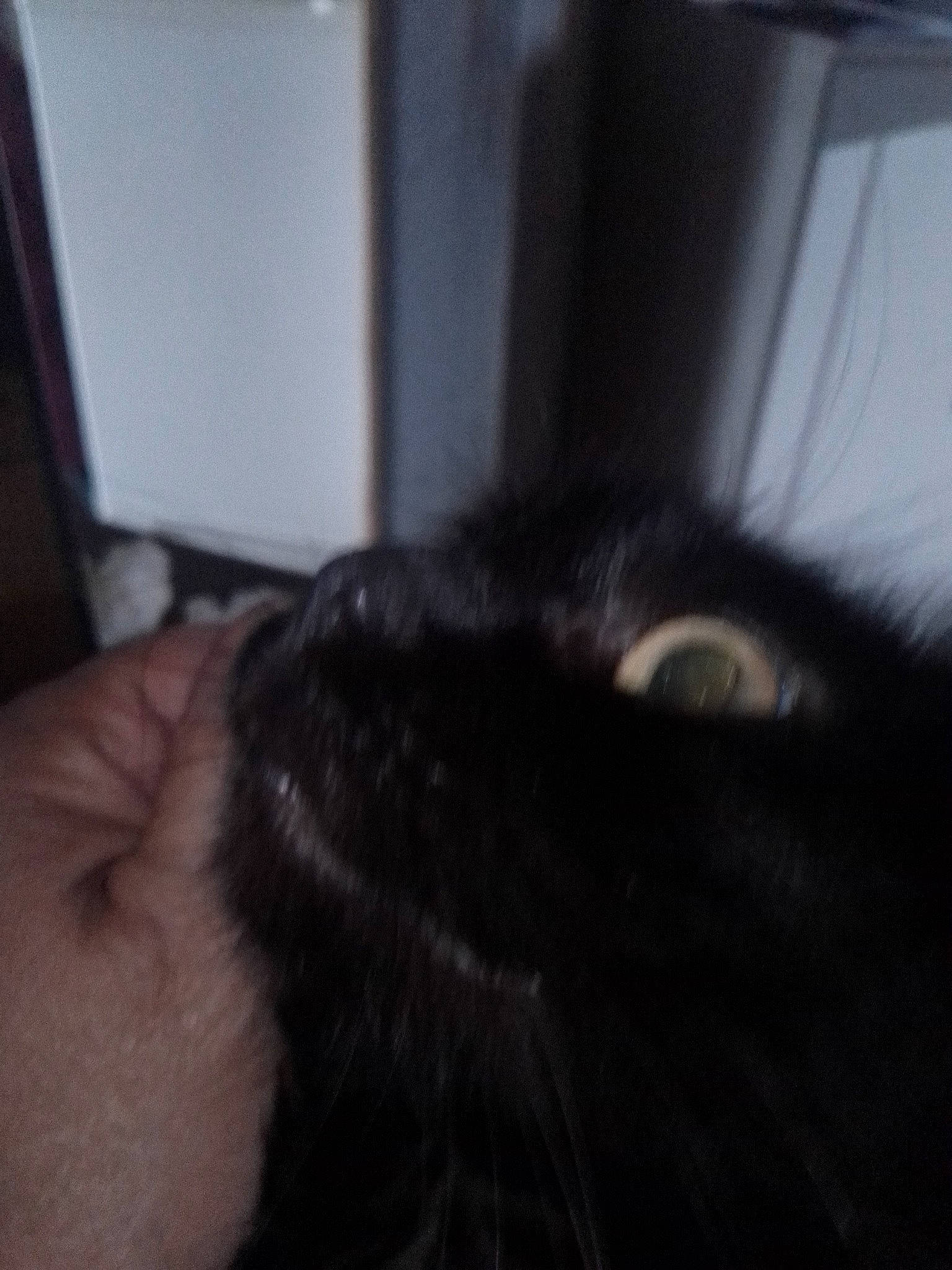 Ruby participe au concours pour gagner de l'argent avec cette photo : black_cat, carnivore, cat, comfort, domestic_short_haired_cat, ear, eye, felidae, flooring, fur, gesture, hardwood, human_body, human_leg, iris, small_to_medium_sized_cats, snout, sporting_group, tail, whiskers