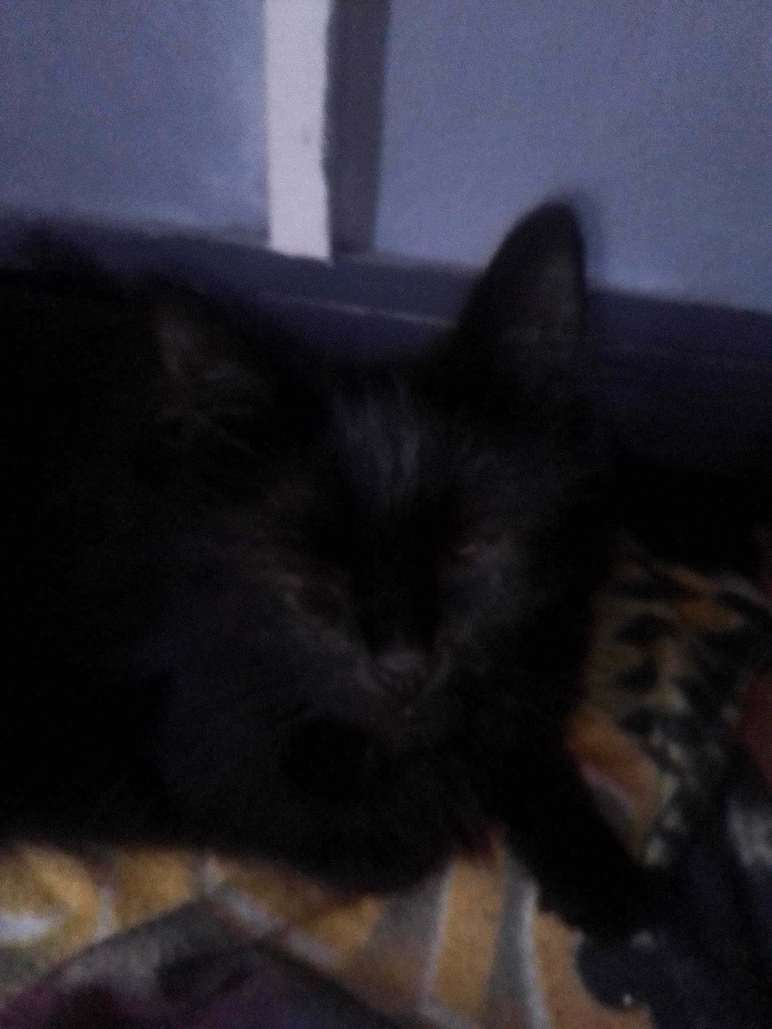 Ruby participe au concours pour gagner de l'argent avec cette photo : black_cat, carnivore, cat, cloud, comfort, domestic_short_haired_cat, eye, felidae, flooring, fur, hair, head, human_body, iris, leg, sky, small_to_medium_sized_cats, snout, tail, whiskers