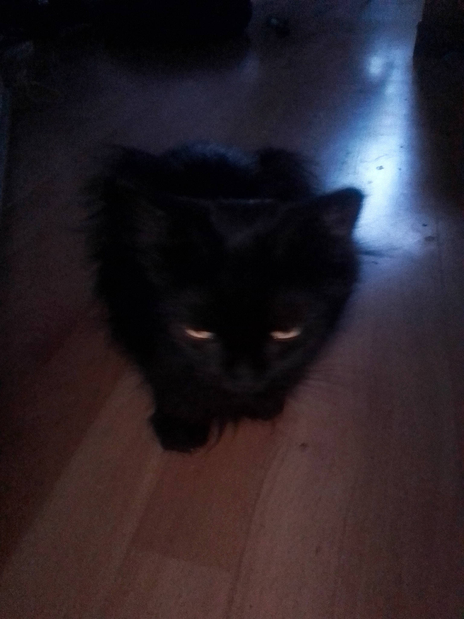 Ruby a rejoint le concours — aidez-le/la à gagner de superbes lots ! black_cat, carnivore, cat, claw, darkness, domestic_short_haired_cat, felidae, floor, flooring, fur, grey, hardwood, paw, shadow, small_to_medium_sized_cats, tail, terrestrial_animal, tints_and_shades, whiskers, wood