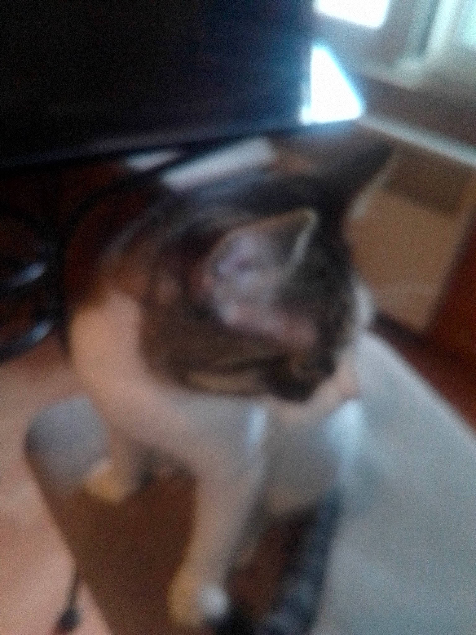 Lamouss participe au concours pour gagner de l'argent avec cette photo : canidae, carnivore, cat, chair, comfort, domestic_short_haired_cat, ear, felidae, floor, flooring, fur, hardwood, human_leg, room, small_to_medium_sized_cats, sporting_group, tail, thigh, whiskers, wood