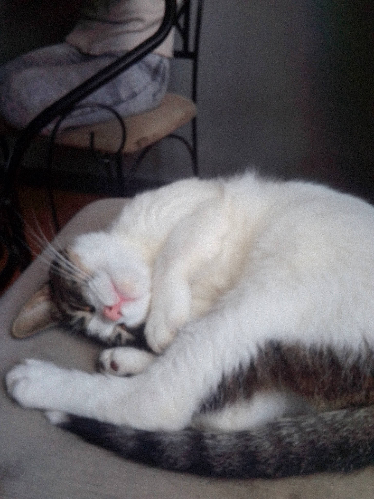 Lamouss participe au concours pour gagner de l'argent avec cette photo : carnivore, cat, claw, comfort, domestic_short_haired_cat, ear, felidae, foot, fur, nap, paw, sleep, small_to_medium_sized_cats, snout, tail, whiskers