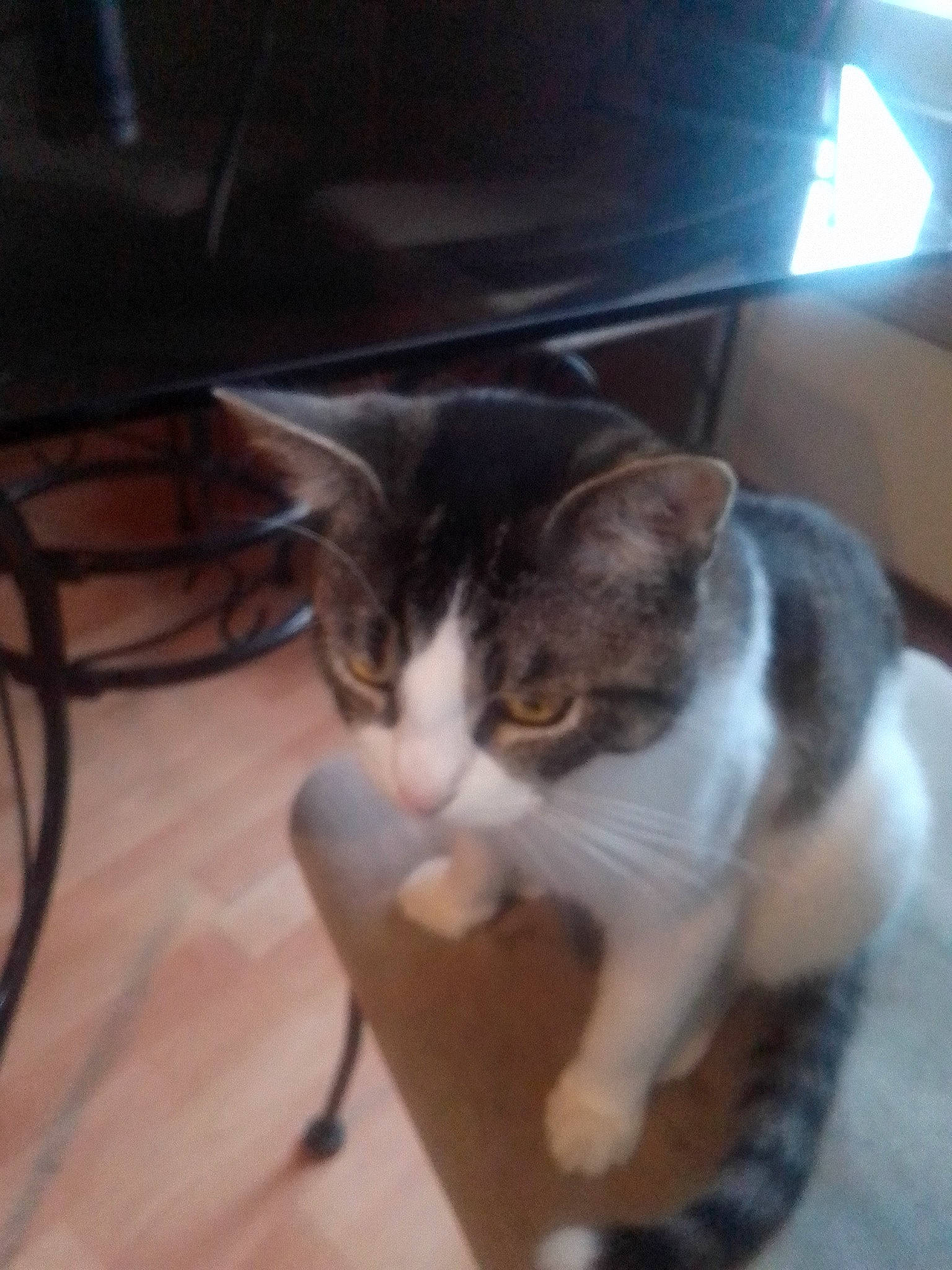 Lamouss a rejoint le concours — aidez-le/la à gagner de superbes lots ! box, carnivore, cat, claw, comfort, domestic_short_haired_cat, felidae, floor, flooring, fur, hardwood, human_leg, laptop, paw, plant, small_to_medium_sized_cats, tail, whiskers, wood, wood_flooring