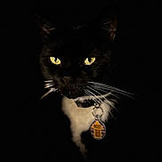 Sabbath is registered to the contest to win money with this photo: animal, black_and_white, black_cat, cat, closeup, collar, curious, cute, dark_background, feline, indoor, low_light, mystery, night, pet, portrait, shadow, tag, whiskers, yellow_eyes