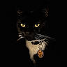 animal, black_and_white, black_cat, cat, closeup, collar, curious, cute, dark_background, feline, indoor, low_light, mystery, night, pet, portrait, shadow, tag, whiskers, yellow_eyes
