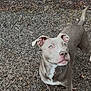 dog, pit_bull, pet, blue_eyes, white_chest_patch, paws, standing, alert, curious, tail, ears, close_up, outdoor, gravel, concrete, textured_ground, portrait, single_animal, canine, looking_up