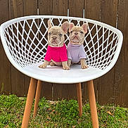 Lonnie-Lainey joined the competition — help win amazing prizes! puppy, dog, french_bulldog, white_chair, lattice_chair, wooden_fence, grass, backyard, outdoor, pet_clothing, pink_shirt, lavender_shirt, sitting, paws, ears, eyes, cute, pair, portrait, chair_legs