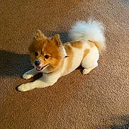 Cream joined the competition — help win amazing prizes! animal, brown, carpet, collar, companion, cute, dog, domestic, ears, fluffy, friendly, fur, happy, indoor, lying_down, pet, pomeranian, smiling, tail, white