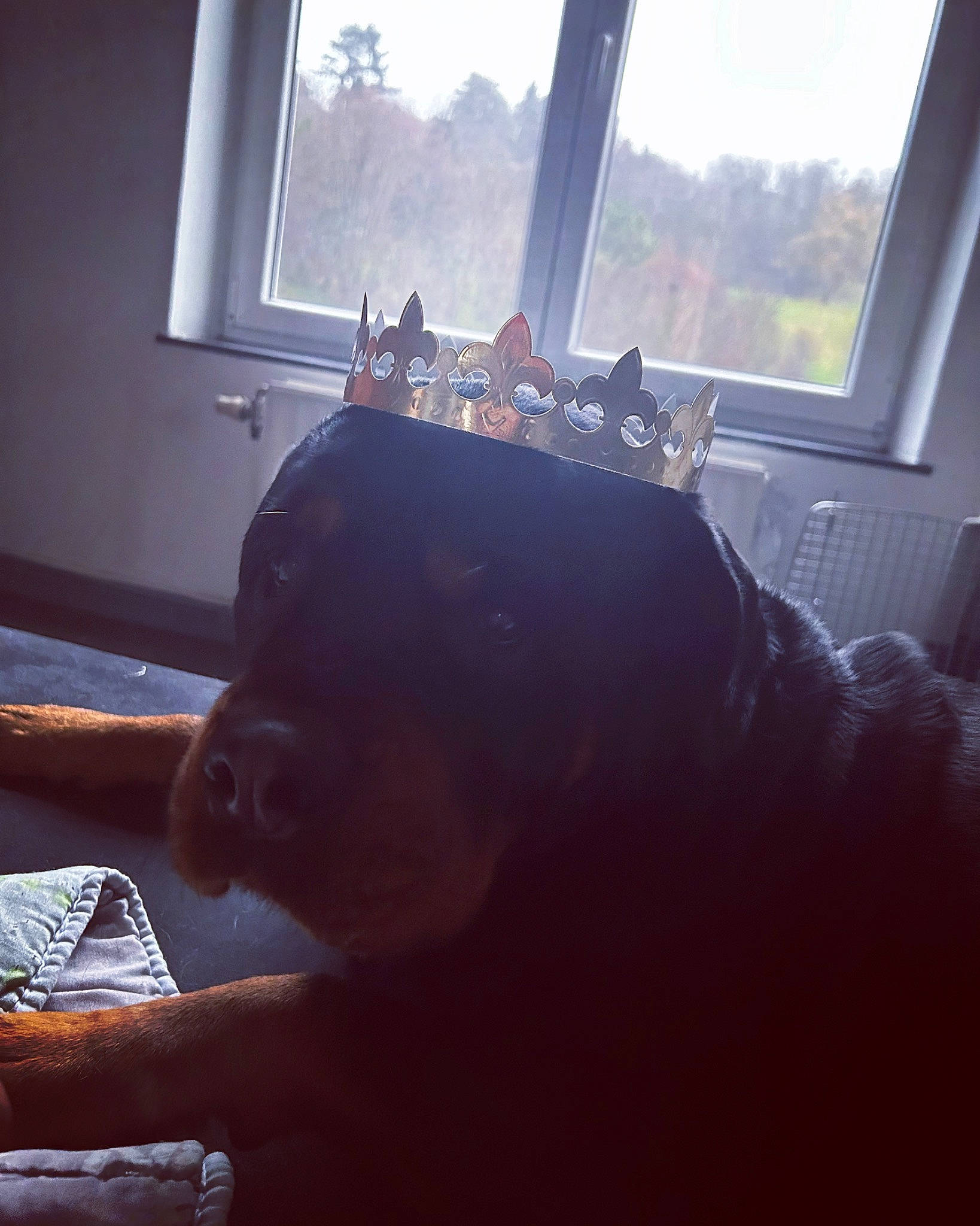 Zeus participe au concours pour gagner de l'argent avec cette photo : carnivore, cloud, comfort, companion_dog, dog, dog_breed, fawn, felidae, floor, flooring, hardwood, light, morning, sunlight, tail, tints_and_shades, toy_dog, whiskers, window, wood