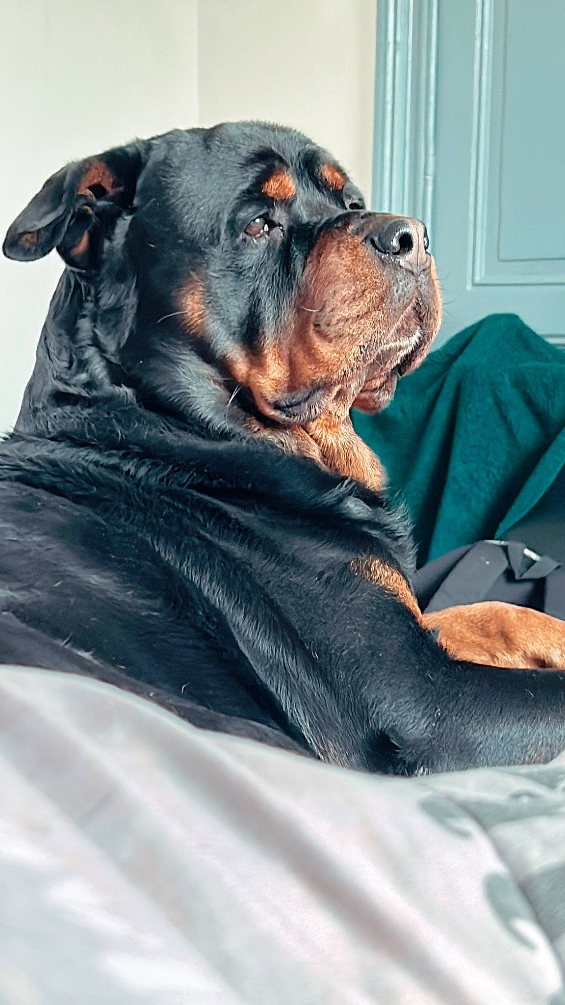 Zeus participe au concours pour gagner de l'argent avec cette photo : canidae, carnivore, collar, comfort, companion_dog, couch, dog, dog_breed, dog_collar, dog_supply, fawn, fur, grey, liver, rottweiler, sitting, snout, sporting_group, whiskers, working_animal