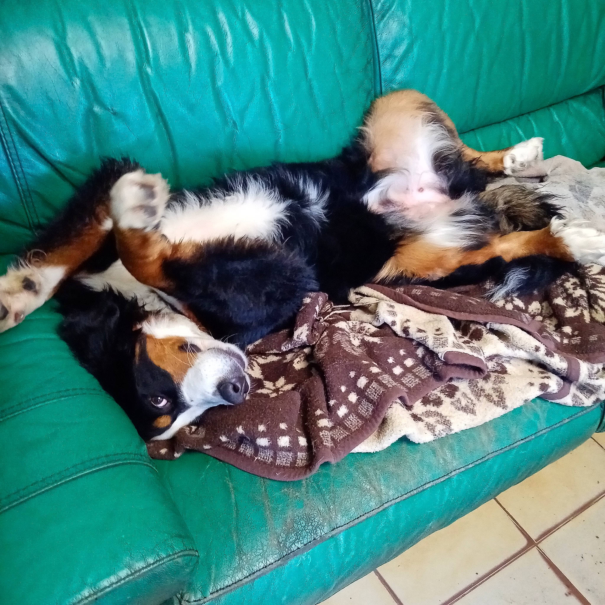 Taya participe au concours pour gagner de l'argent avec cette photo : canidae, carnivore, comfort, companion_dog, dog, dog_bed, dog_breed, dog_supply, felidae, fur, nap, puppy_love, spaniel, sporting_group, tail, toy_dog, vertebrate, working_animal