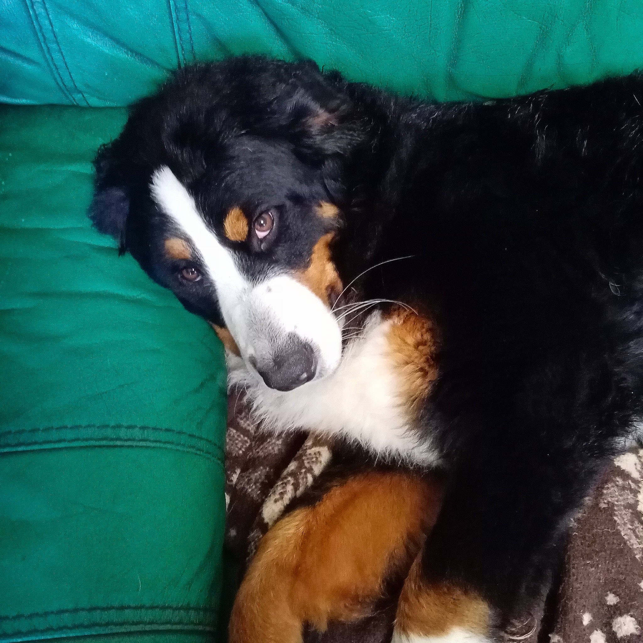 Taya a rejoint le concours — aidez-le/la à gagner de superbes lots ! bernese_mountain_dog, bored, canidae, carnivore, companion_dog, dog, dog_breed, fur, herding_dog, puppy, snout, sporting_group, terrestrial_animal, toy_dog, whiskers, working_animal, working_dog