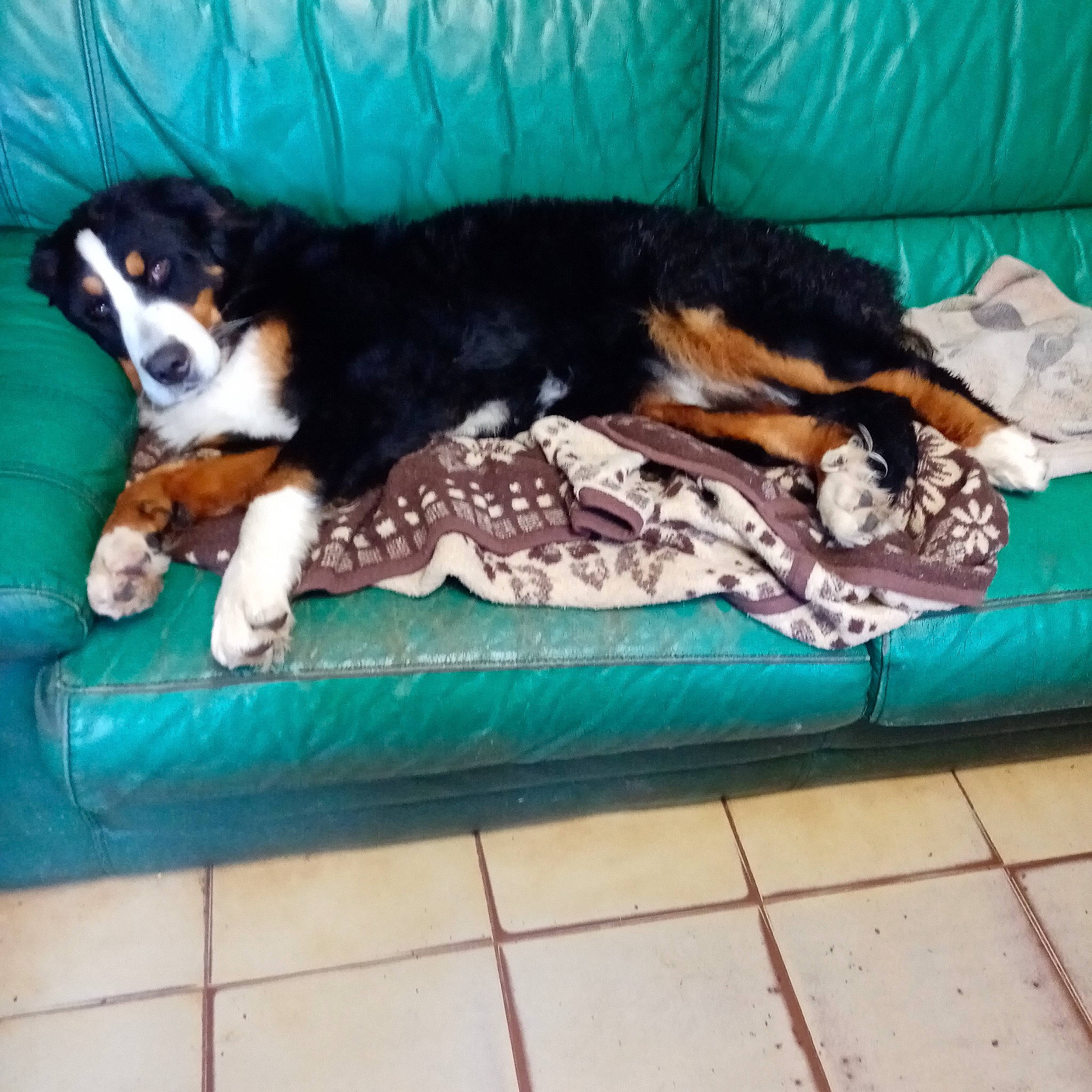 Taya a rejoint le concours — aidez-le/la à gagner de superbes lots ! bored, canidae, carnivore, comfort, companion_dog, couch, dog, dog_breed, dog_supply, flooring, paw, pet_supply, rectangle, sporting_group, tail, working_animal, working_dog