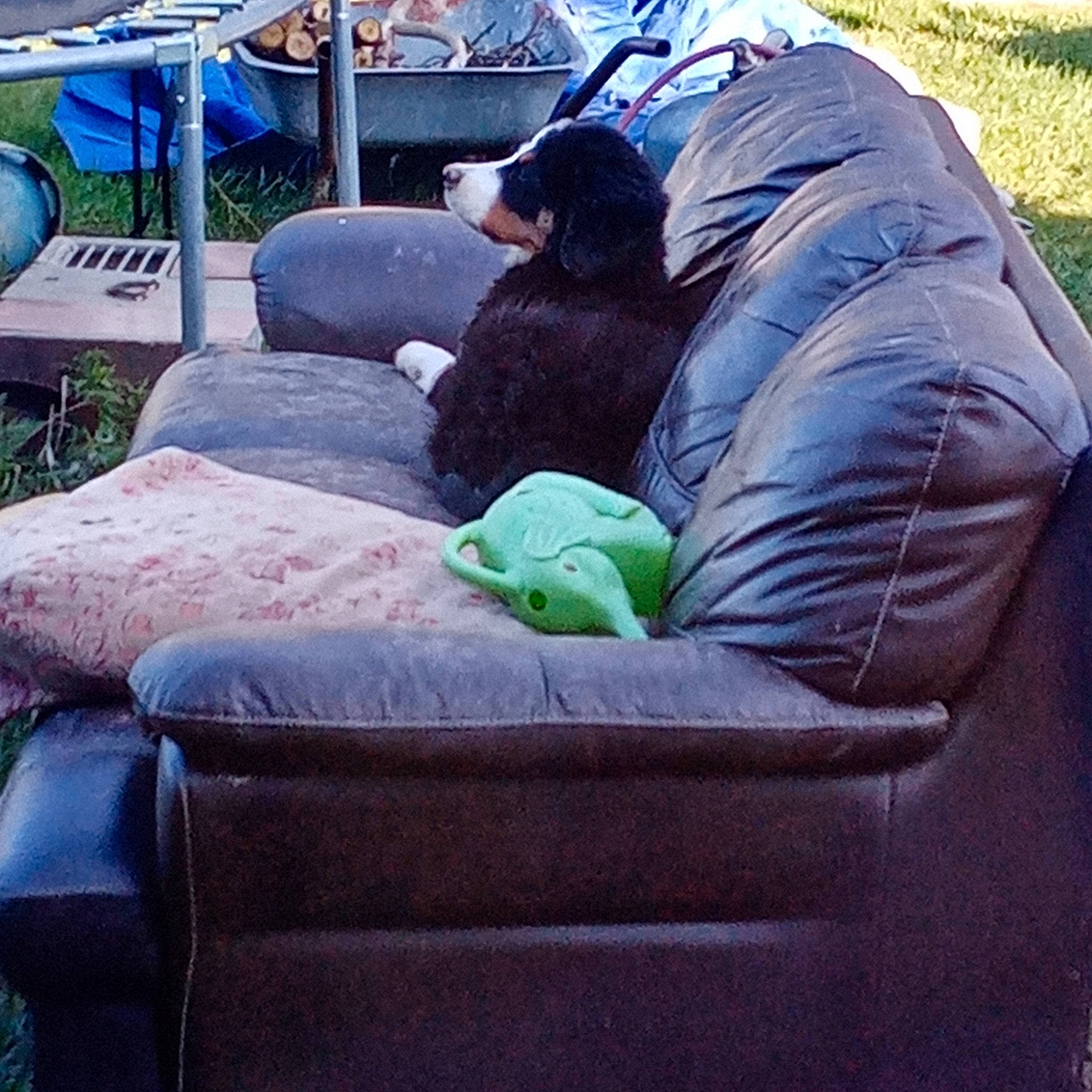 Taya a rejoint le concours — aidez-le/la à gagner de superbes lots ! automotive_tire, bag, bean_bag, carnivore, chair, comfort, companion_dog, couch, felidae, grass, guard_dog, hat, leisure, luggage_and_bags, motor_vehicle, outdoor_furniture, personal_protective_equipment, recreation, sitting, sporting_group