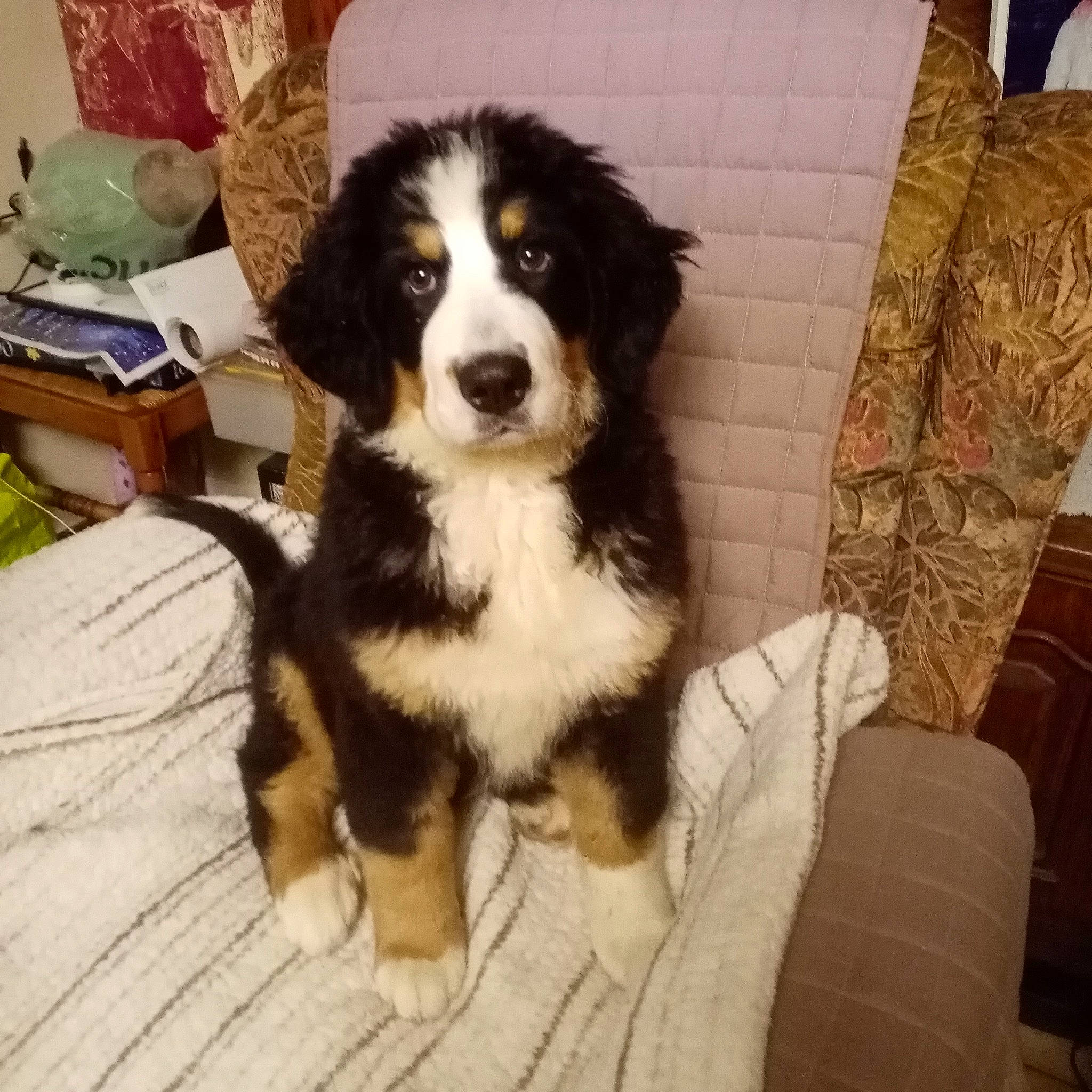 Taya participe au concours pour gagner de l'argent avec cette photo : bernese_mountain_dog, bored, box, canidae, carnivore, chair, companion_dog, dog, dog_breed, fur, herding_dog, snout, sporting_group, terrestrial_animal, toy_dog, whiskers, working_animal, working_dog