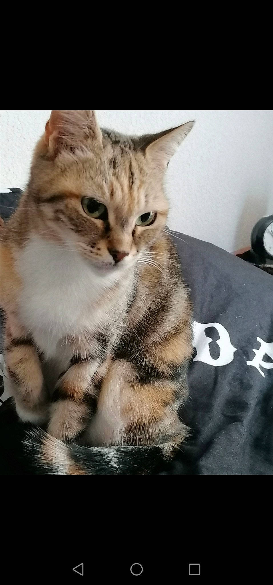 Lilo participe au concours pour gagner de l'argent avec cette photo : carnivore, cat, claw, comfort, domestic_short_haired_cat, felidae, fur, paw, photo_caption, sitting, small_to_medium_sized_cats, snout, tail, terrestrial_animal, whiskers