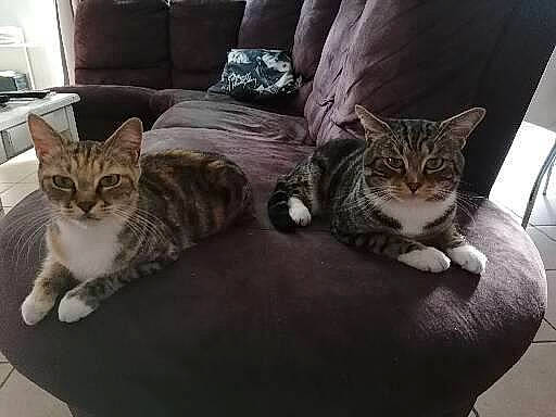 Némo a rejoint le concours — aidez-le/la à gagner de superbes lots ! brown, carnivore, cat, comfort, couch, domestic_short_haired_cat, felidae, flooring, fur, hardwood, house, living_room, paw, pet_supply, sitting, small_to_medium_sized_cats, snout, tail, vertebrate, whiskers