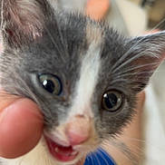 Cayenne a rejoint le concours — aidez-le/la à gagner de superbes lots ! kitten, cat, close_up, indoor, pet, playful, hand, person, blurred_background, feline, young_animal, cute, mouth_open, whiskers, ears, fur, domestic_animal, animal_face, snout, text_overlay
