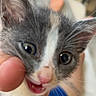 kitten, cat, close_up, indoor, pet, playful, hand, person, blurred_background, feline, young_animal, cute, mouth_open, whiskers, ears, fur, domestic_animal, animal_face, snout, text_overlay