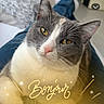 Cayenne a rejoint le concours — aidez-le/la à gagner de superbes lots ! cat, pet, animal, gray_and_white, amber_eyes, closeup, indoor, lap, person, jeans, casual, relaxed, cute, feline, whiskers, pink_nose, cozy, portrait, domestic, friendly