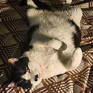 Lucy joined the competition — help win amazing prizes! cat, black_and_white, pet, animal, feline, lying_down, upside_down, belly_up, paws, whiskers, yellow_eyes, pink_nose, fur, relaxed, playful, bed, blanket, patterned_fabric, indoor, portrait
