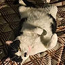 cat, black_and_white, pet, animal, feline, lying_down, upside_down, belly_up, paws, whiskers, yellow_eyes, pink_nose, fur, relaxed, playful, bed, blanket, patterned_fabric, indoor, portrait