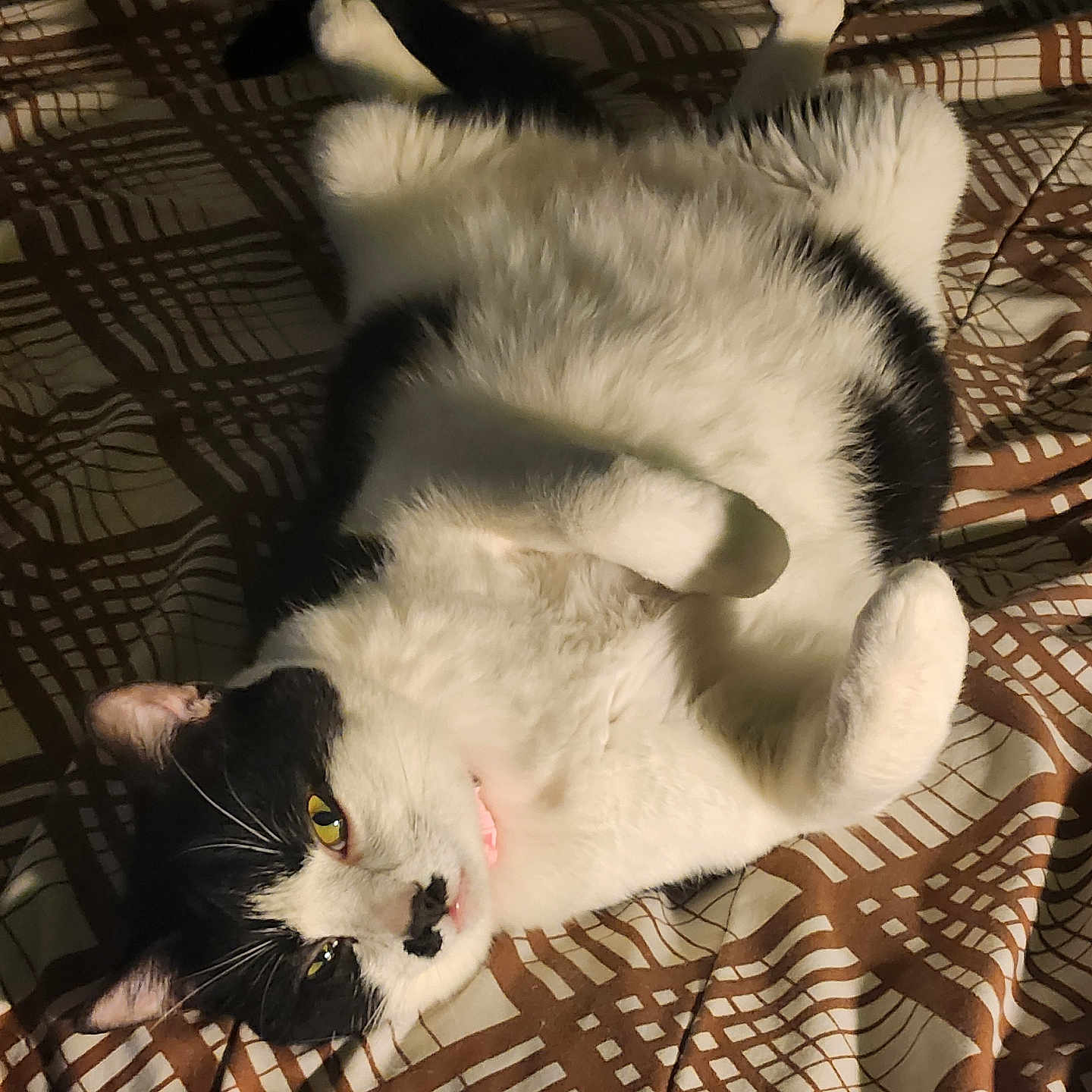 Lucy