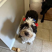 Molly joined the competition — help win amazing prizes! dog, black_dog, white_dog, tile_floor, bone, indoor, home, decorations, star_decorations, looking_up, person_hand, wood_floor, doorway, curled_fur, pet, playful, companion, animal, waiting, curious