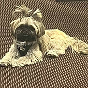 Venus participe au concours pour gagner de l'argent avec cette photo : dog, small_dog, fluffy_fur, pigtails, lying_down, brown, black_face, patterned_background, pet, indoor, calm, cute, fur, animal, domestic_animal, resting, adorable, canine, companion, portrait