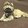 dog, small_dog, fluffy_fur, pigtails, lying_down, brown, black_face, patterned_background, pet, indoor, calm, cute, fur, animal, domestic_animal, resting, adorable, canine, companion, portrait