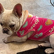 Luna joined the competition — help win amazing prizes! dog, french_bulldog, pet, animal, indoor, clothing, pink_shirt, heart_pattern, paw_prints, floor, tile_floor, cute, lying_down, ears_up, short_fur, domestic_animal, companion, portrait, expression, resting
