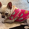 dog, french_bulldog, pet, animal, indoor, clothing, pink_shirt, heart_pattern, paw_prints, floor, tile_floor, cute, lying_down, ears_up, short_fur, domestic_animal, companion, portrait, expression, resting