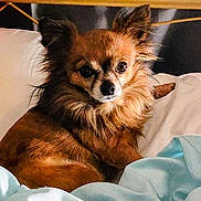 Artie joined the competition — help win amazing prizes! animal, bed, blanket, brown, canine, comfort, cozy, cute, dog, ears, face, fluffy, fur, indoors, looking, mammal, pet, portrait, resting, small_dog
